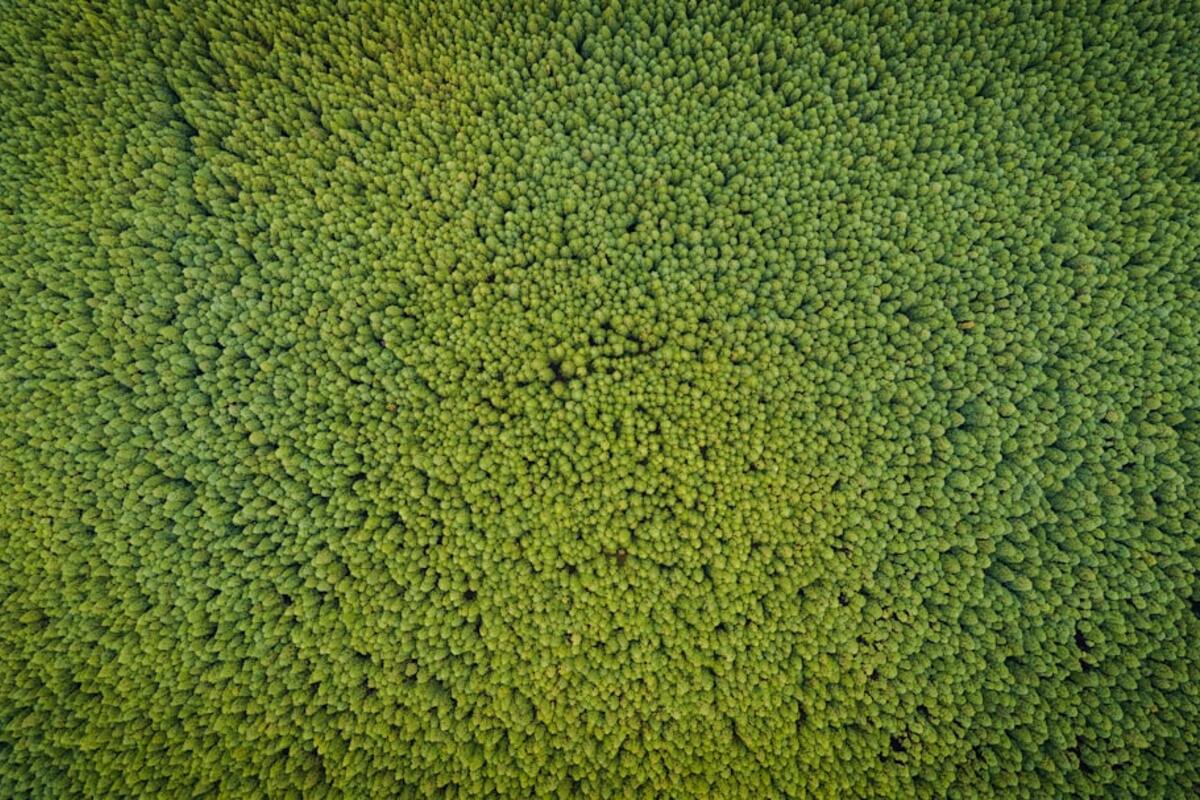 Green Bonds: Financing the Transition to a Sustainable Future